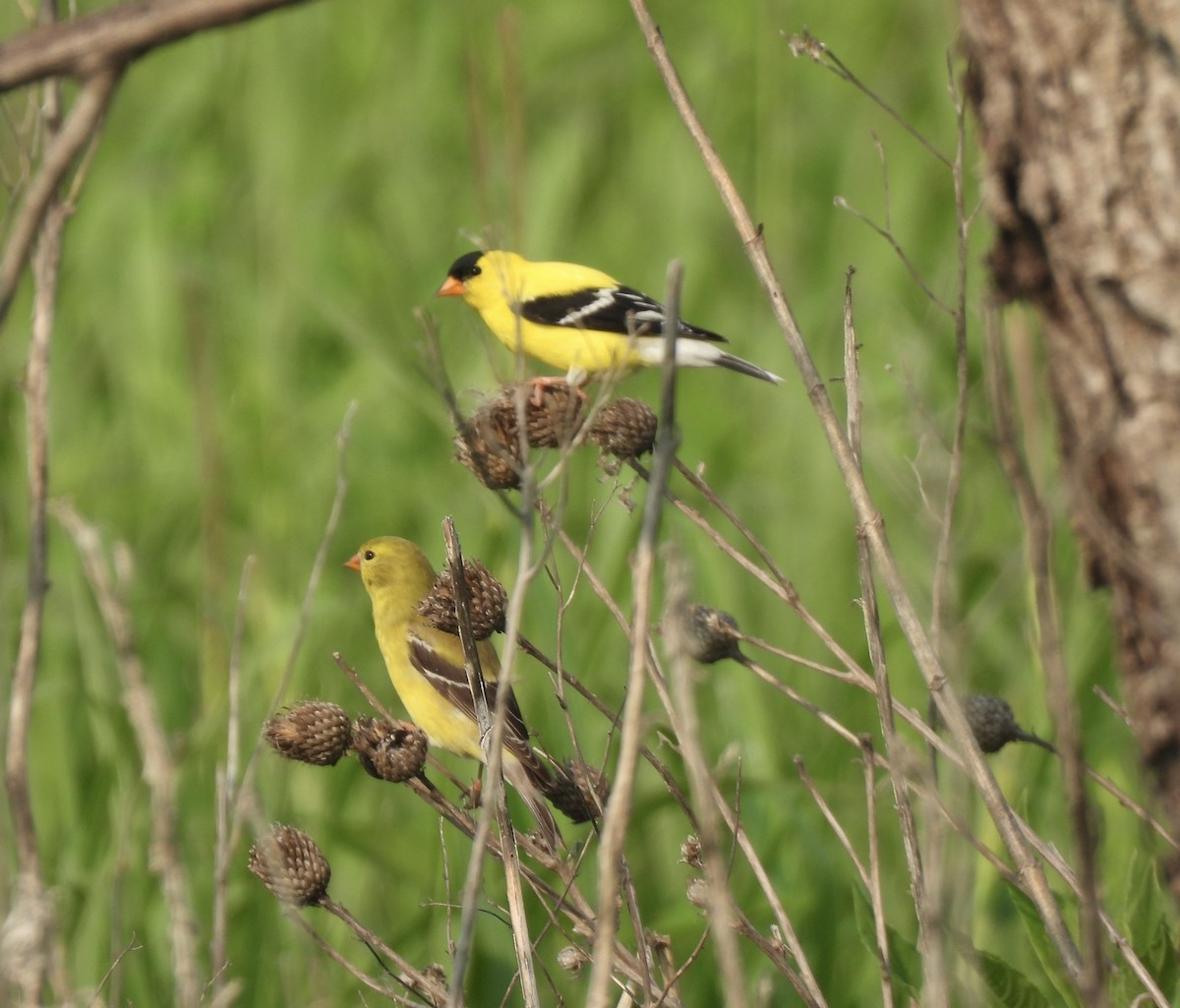 American Goldfinch - ML636921587