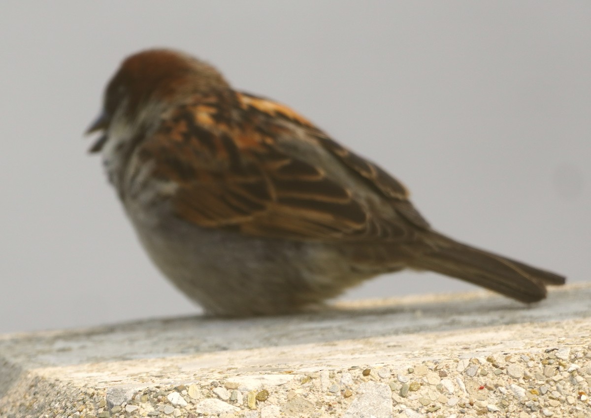 House Sparrow - ML636921589