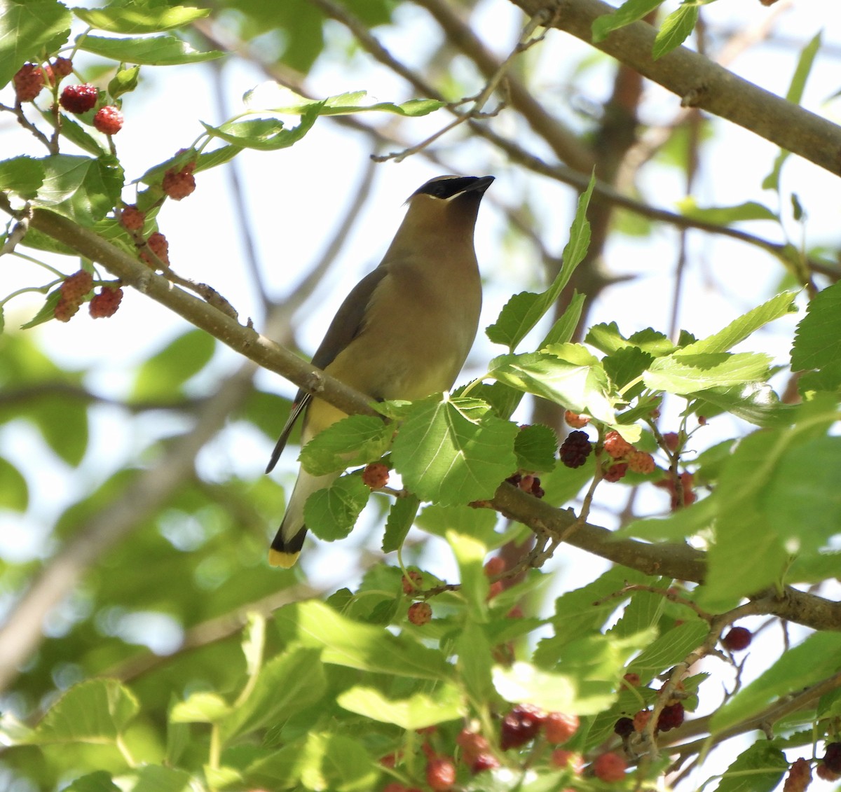 Cedar Waxwing - ML636921619