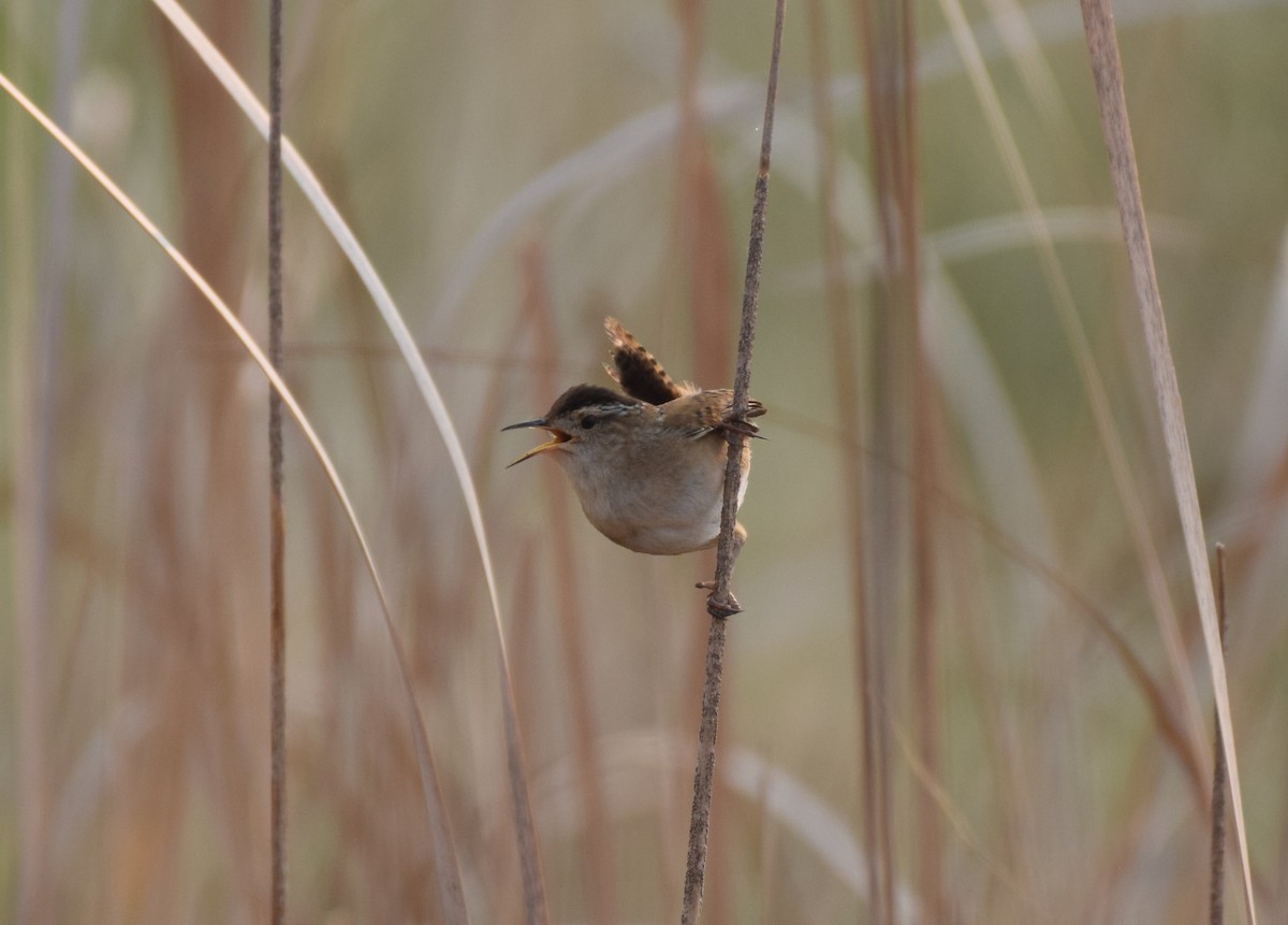 Marsh Wren - ML636921622