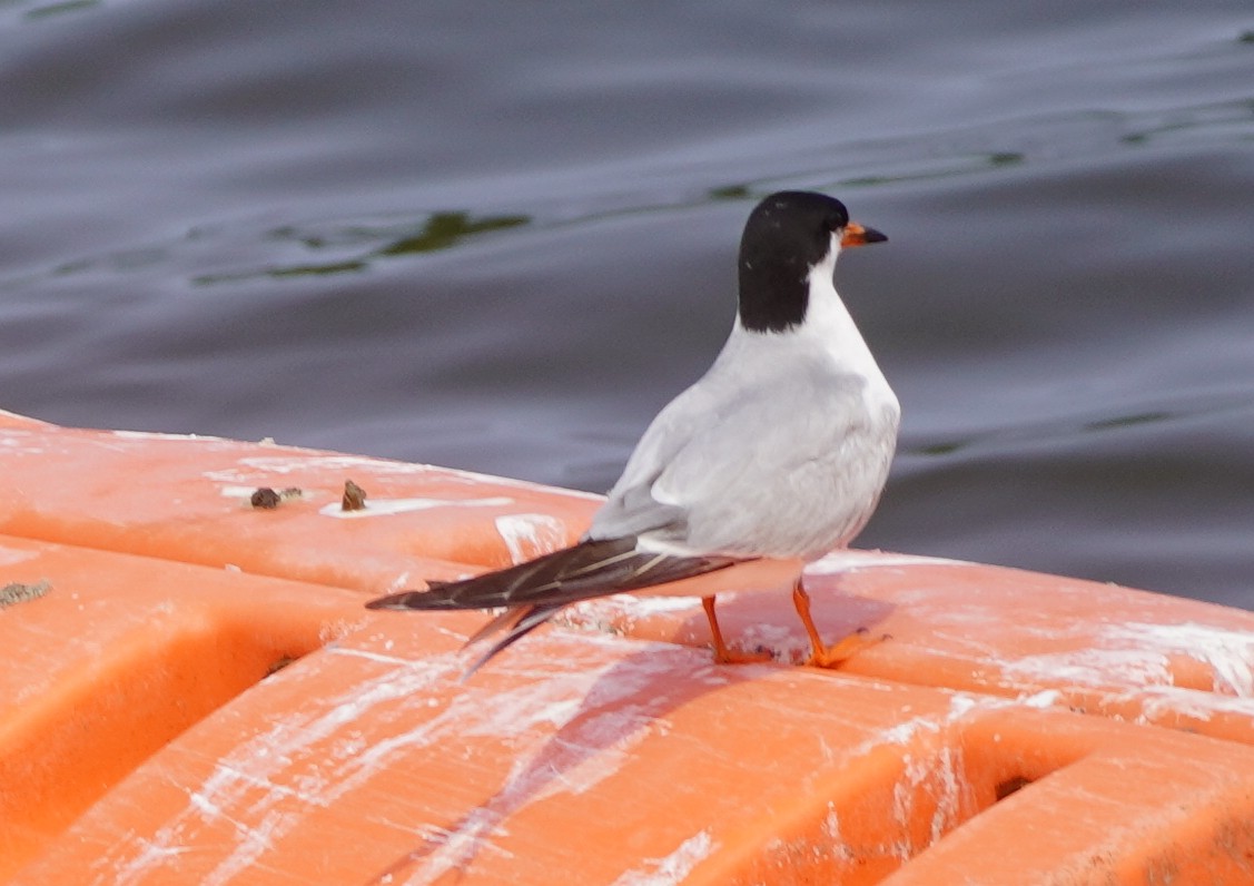 Forster's Tern - ML636921644