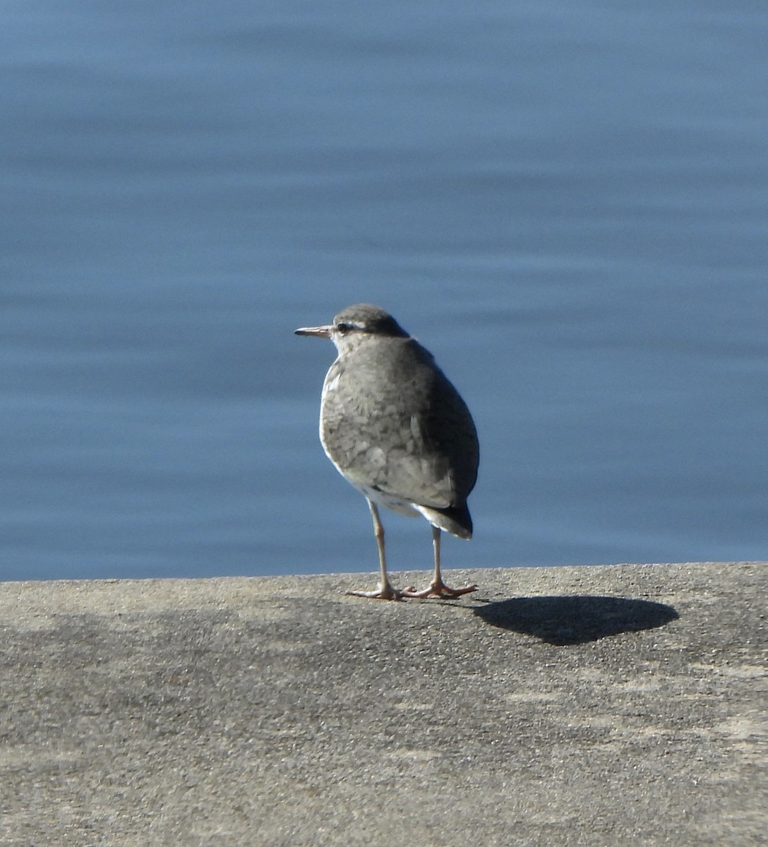Spotted Sandpiper - ML636921657