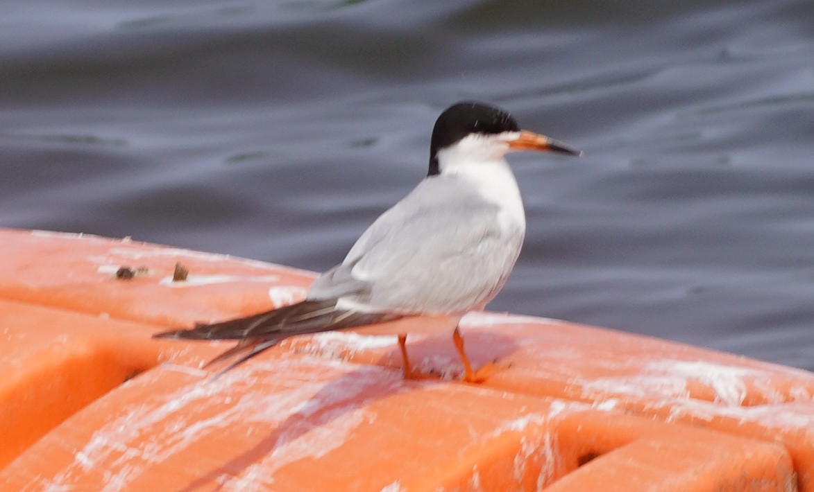 Forster's Tern - ML636921681