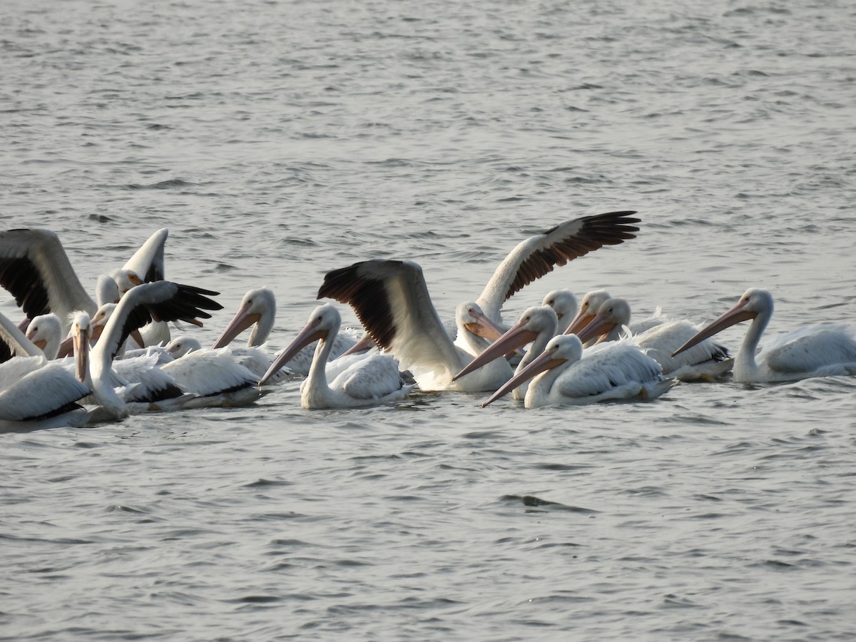 American White Pelican - ML636921717