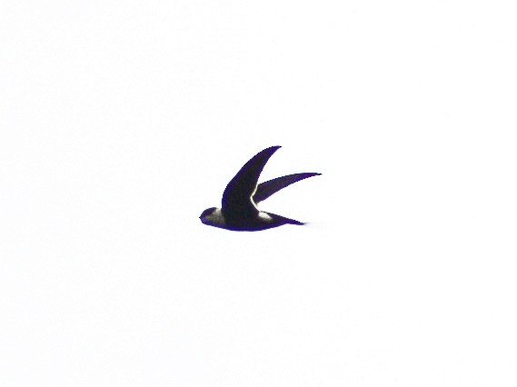 Great Swallow-tailed Swift - ML636921719