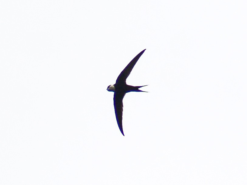 Great Swallow-tailed Swift - ML636921720