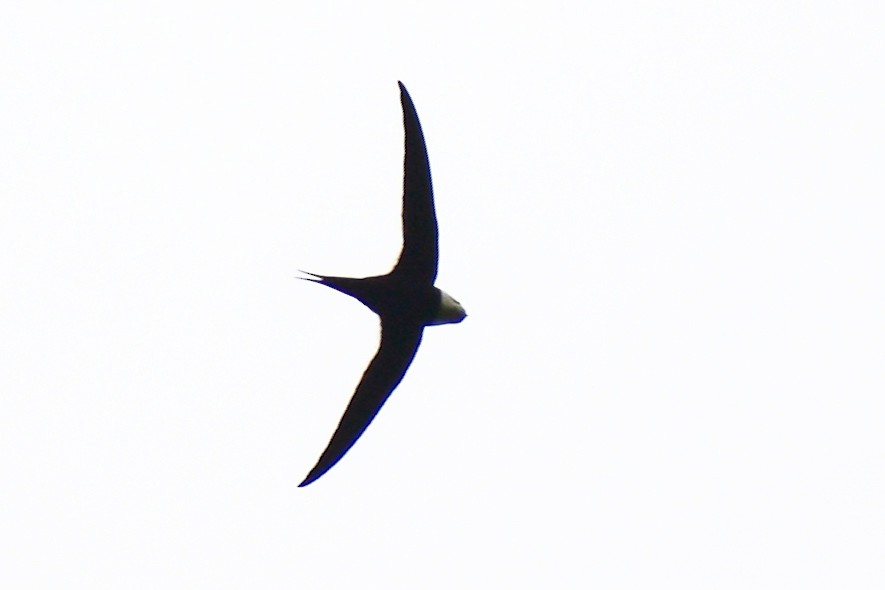 Great Swallow-tailed Swift - ML636921721