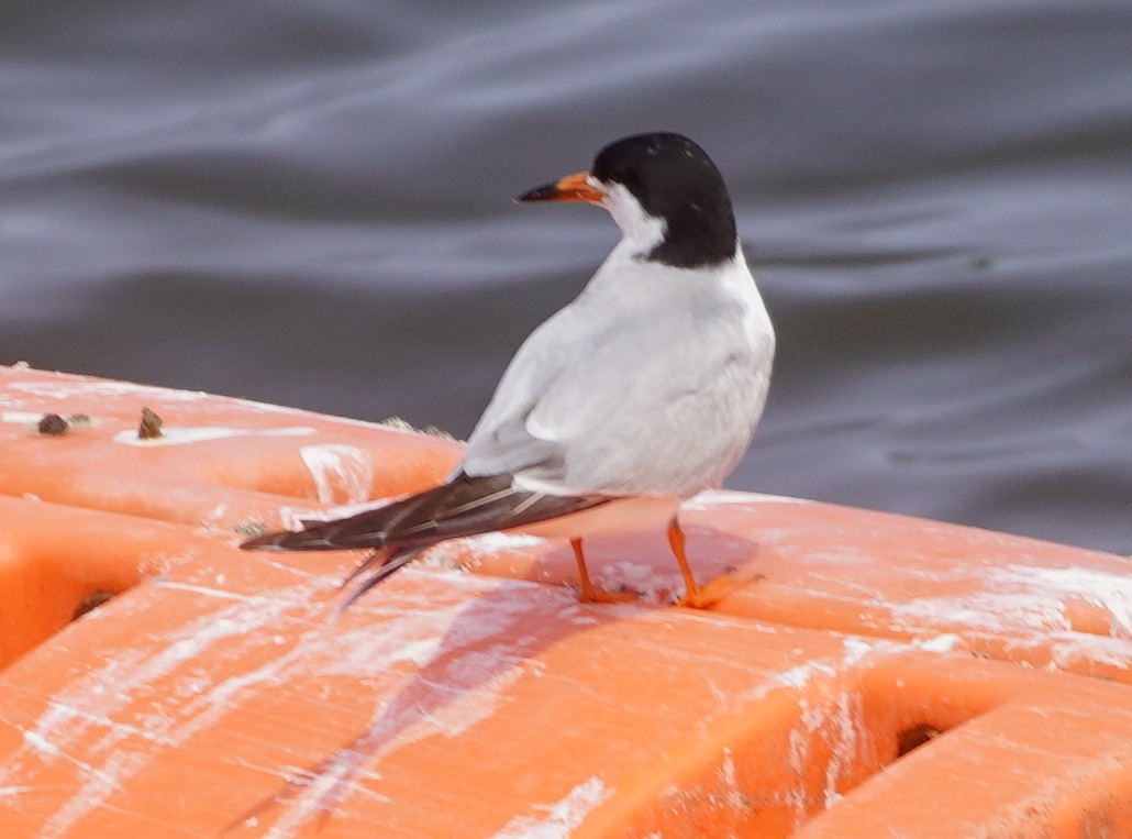 Forster's Tern - ML636921729