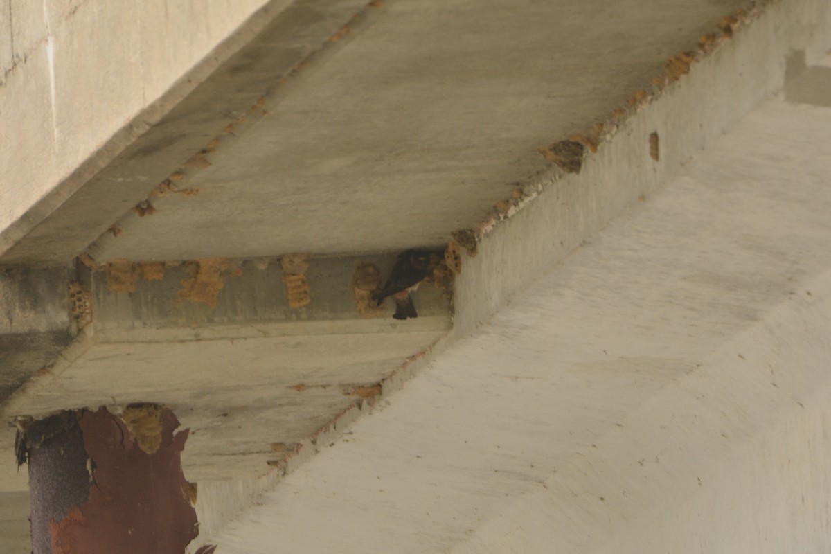 Cliff Swallow - ML636921792