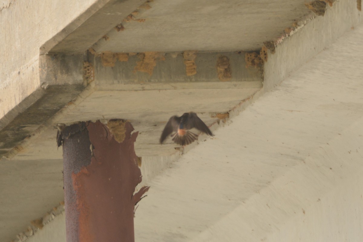 Cliff Swallow - ML636921793