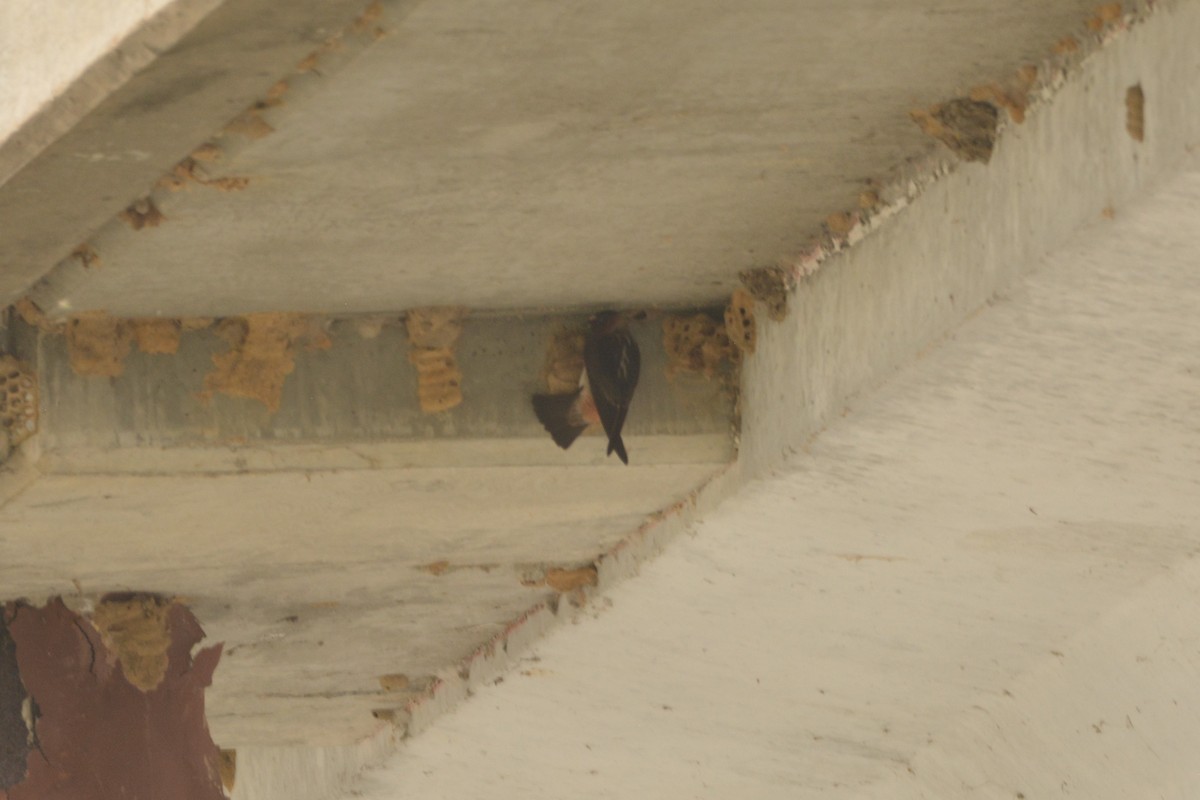 Cliff Swallow - ML636921795