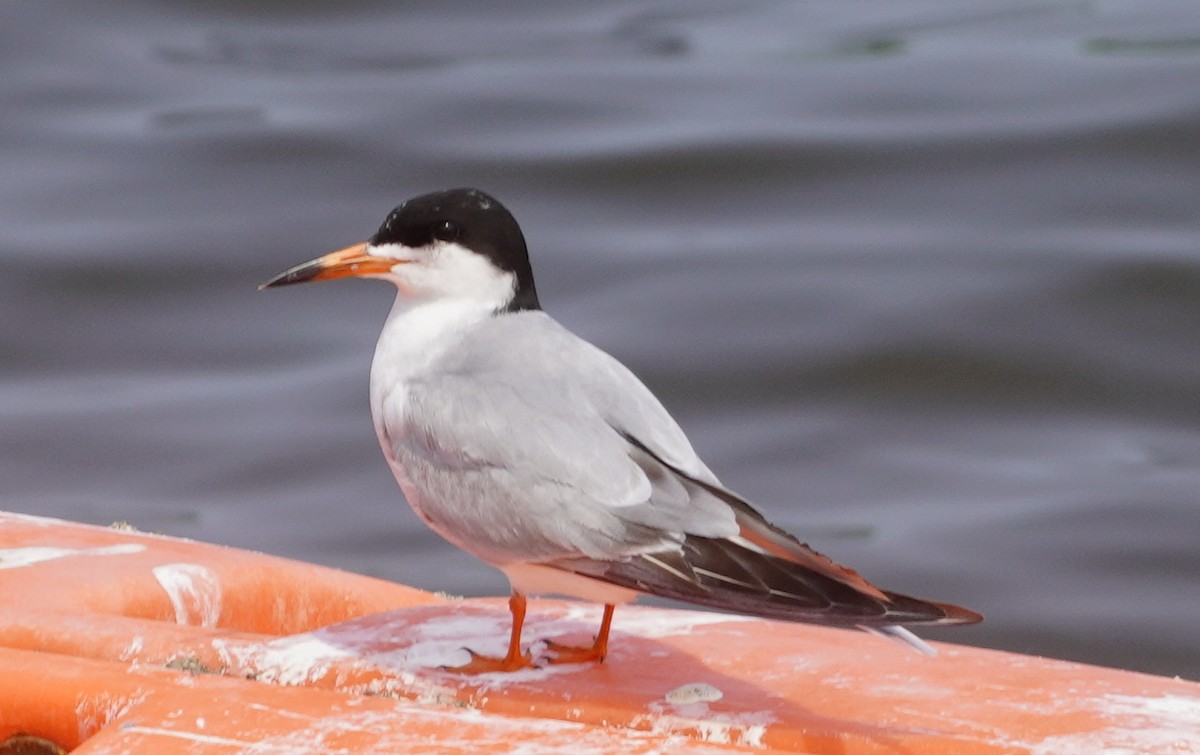 Forster's Tern - ML636921800
