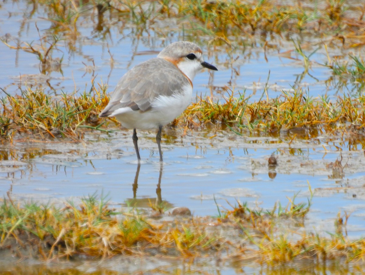 Chestnut-banded Plover - ML636921906
