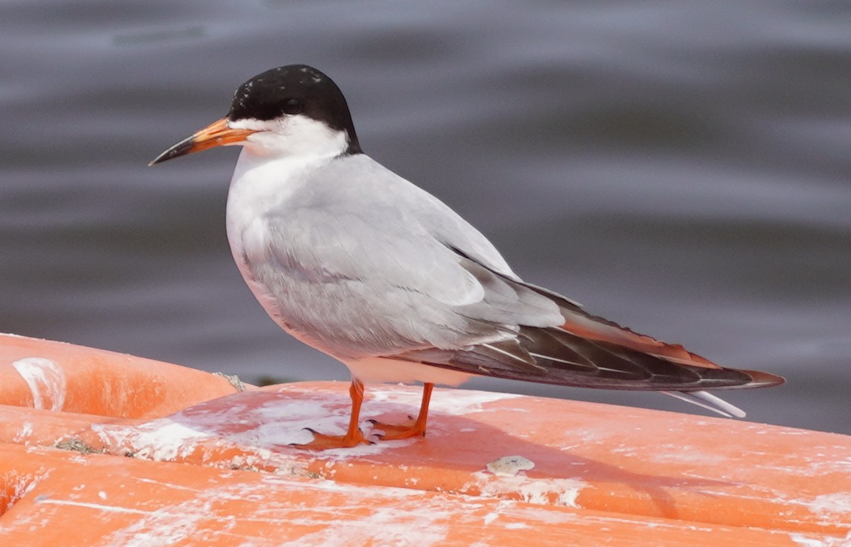 Forster's Tern - ML636921907