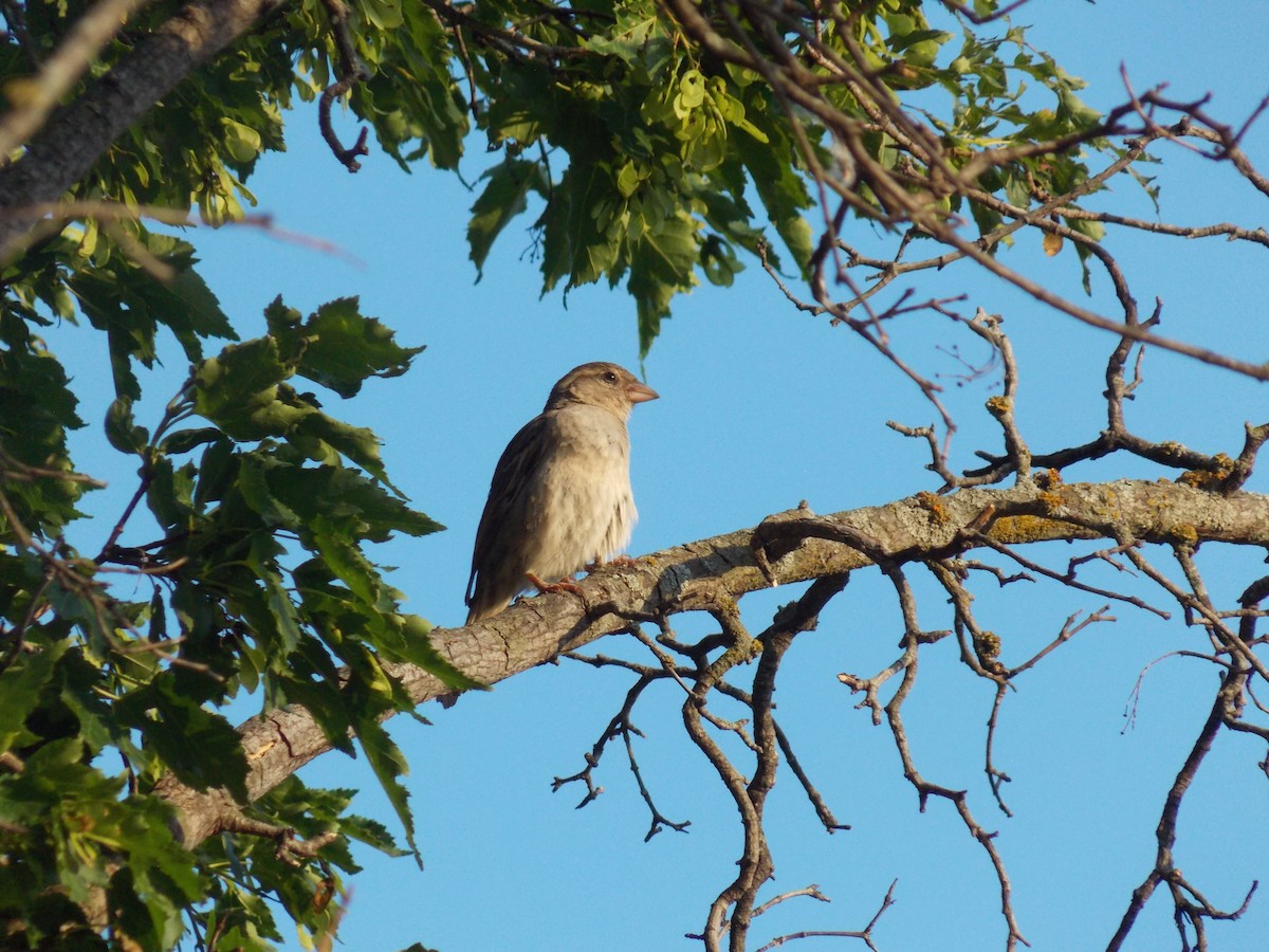 House Sparrow - ML636921977
