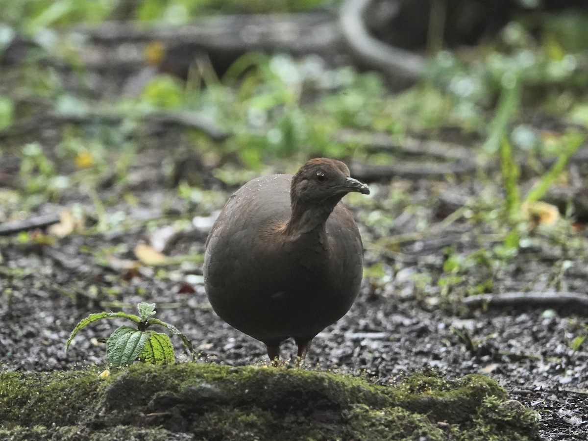 Cinereous Tinamou - ML636922014