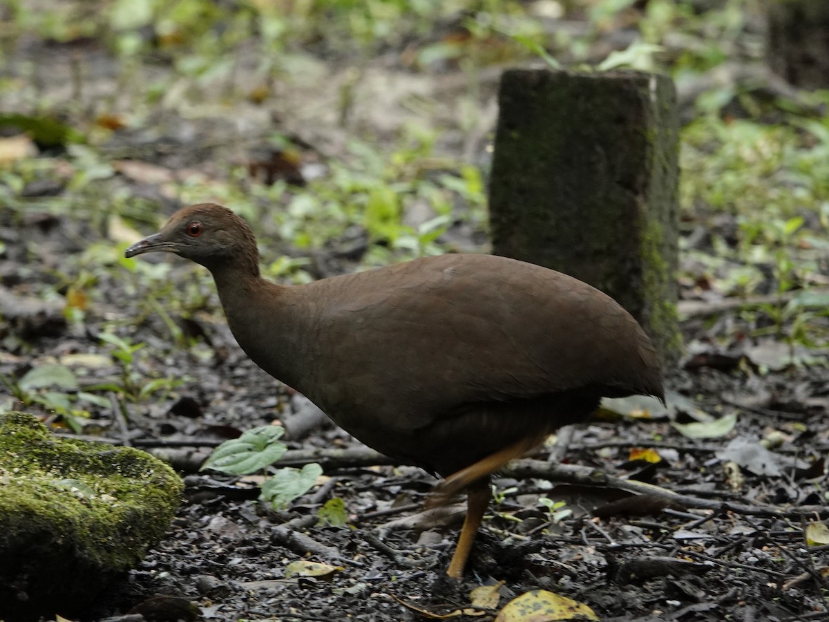 Cinereous Tinamou - ML636922015