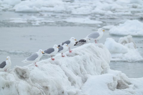 Slaty-backed Gull - ML636922028