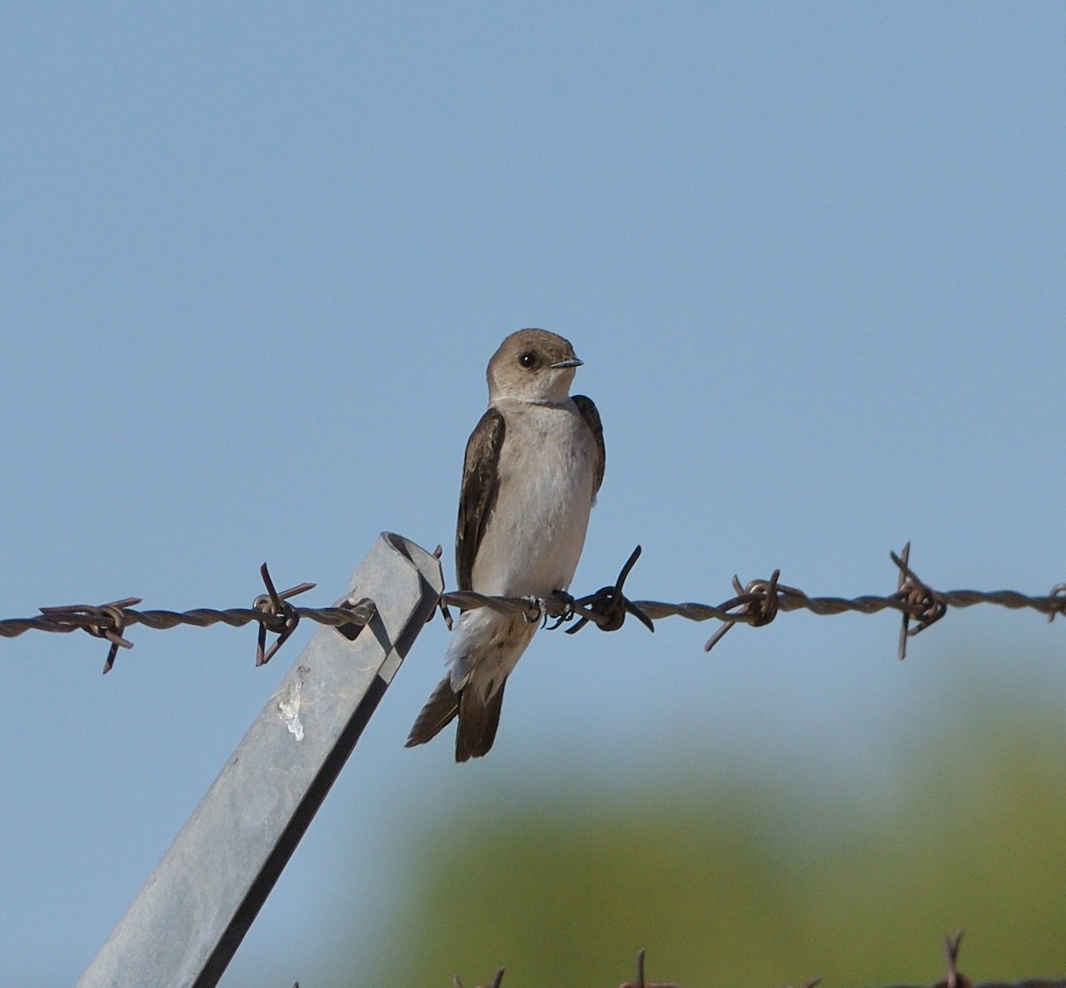 Northern Rough-winged Swallow - ML636922038