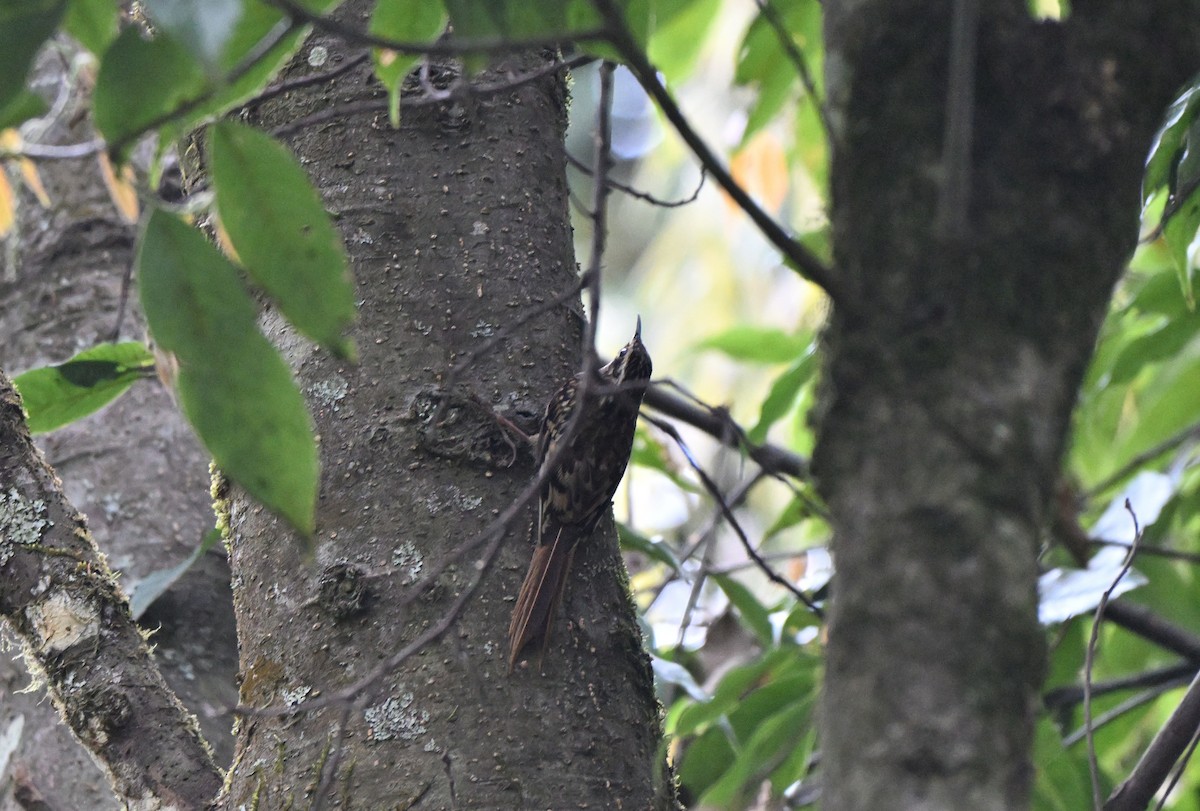 Rusty-flanked Treecreeper - ML636922122