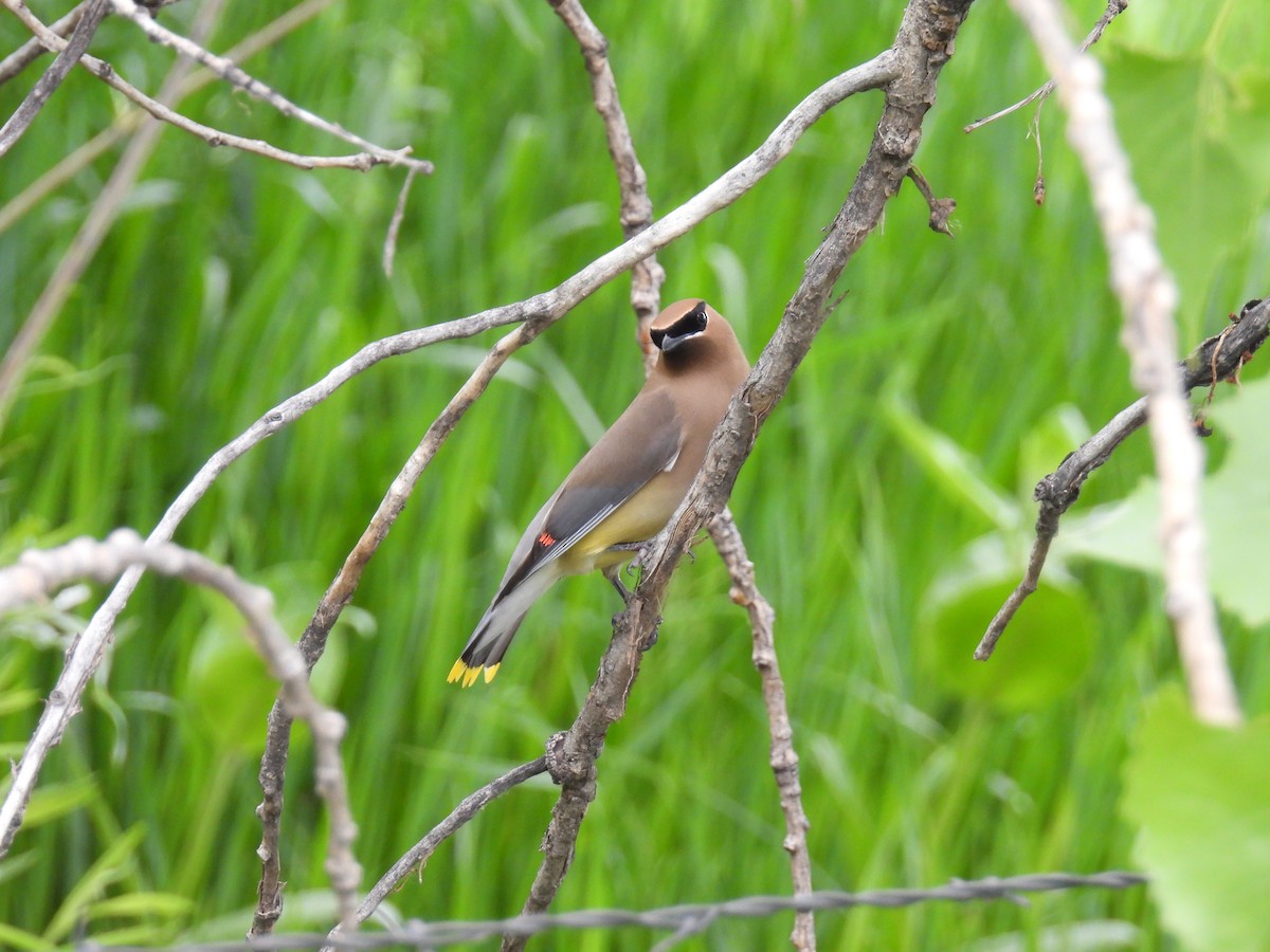 Cedar Waxwing - ML636922138