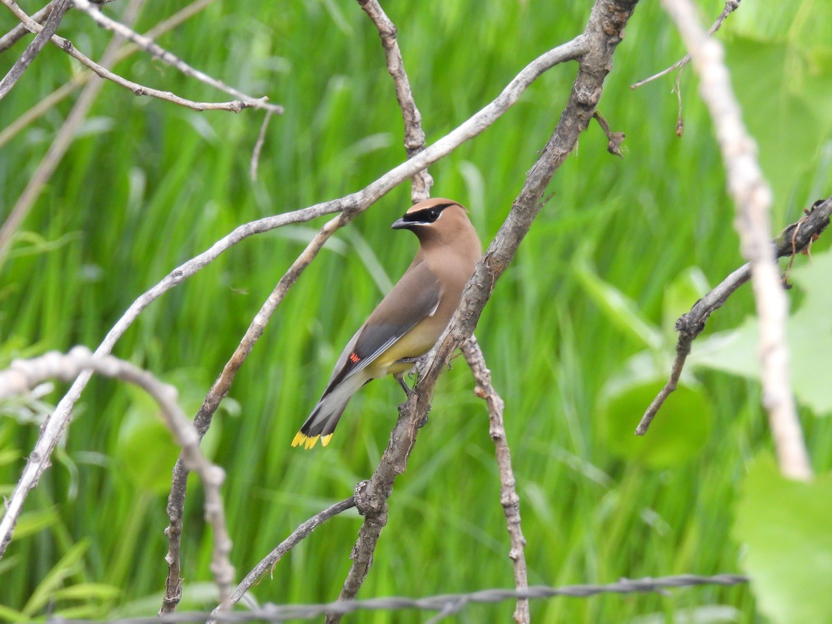 Cedar Waxwing - ML636922139