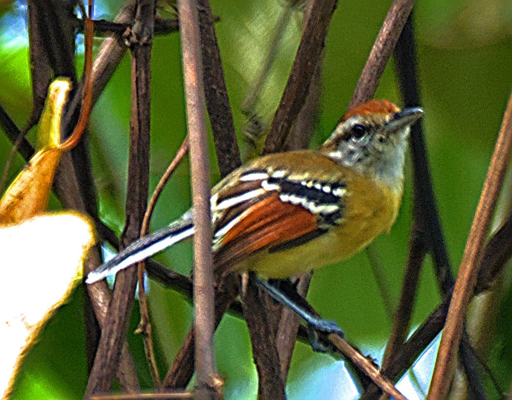Rusty-winged Antwren - ML636922140