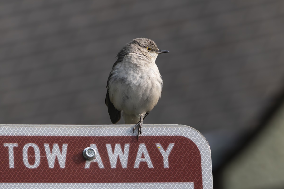 Northern Mockingbird - ML636922141
