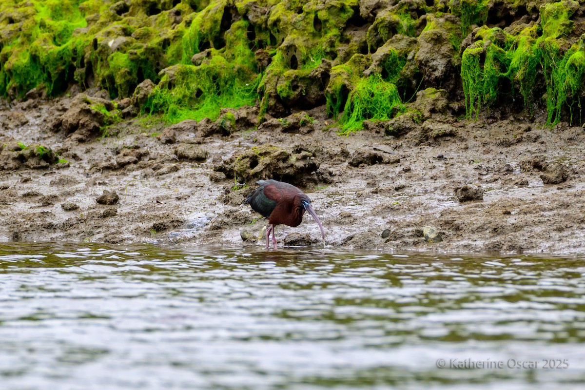 Glossy Ibis - ML636922150