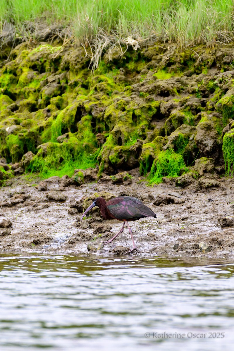 Glossy Ibis - ML636922151