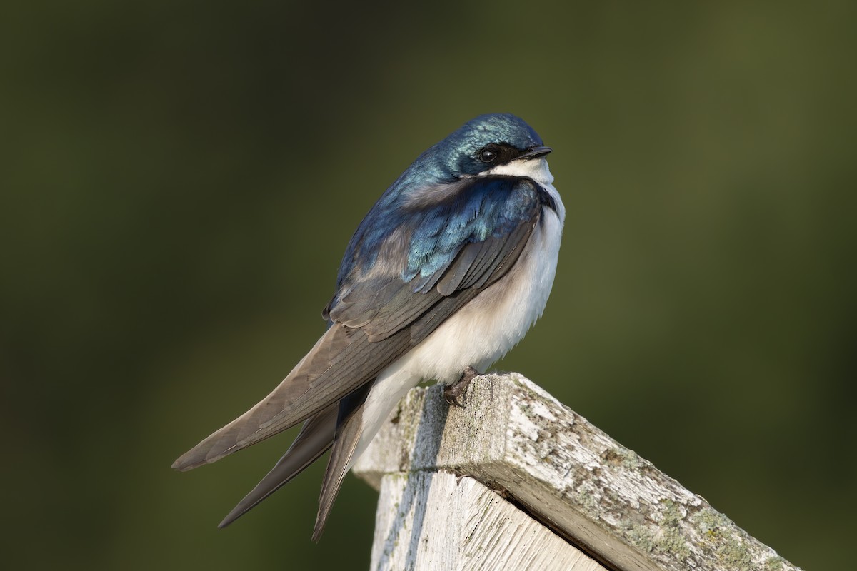 Tree Swallow - ML636922160