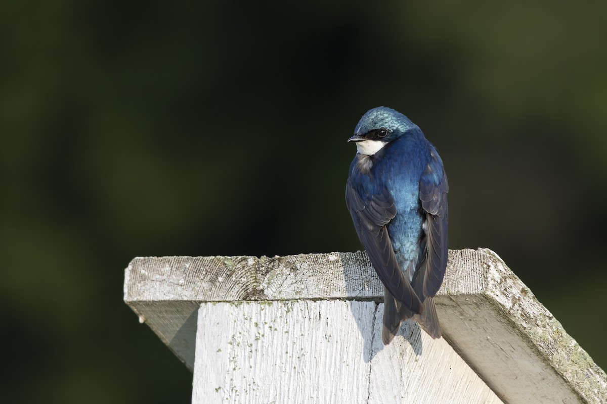 Tree Swallow - ML636922161