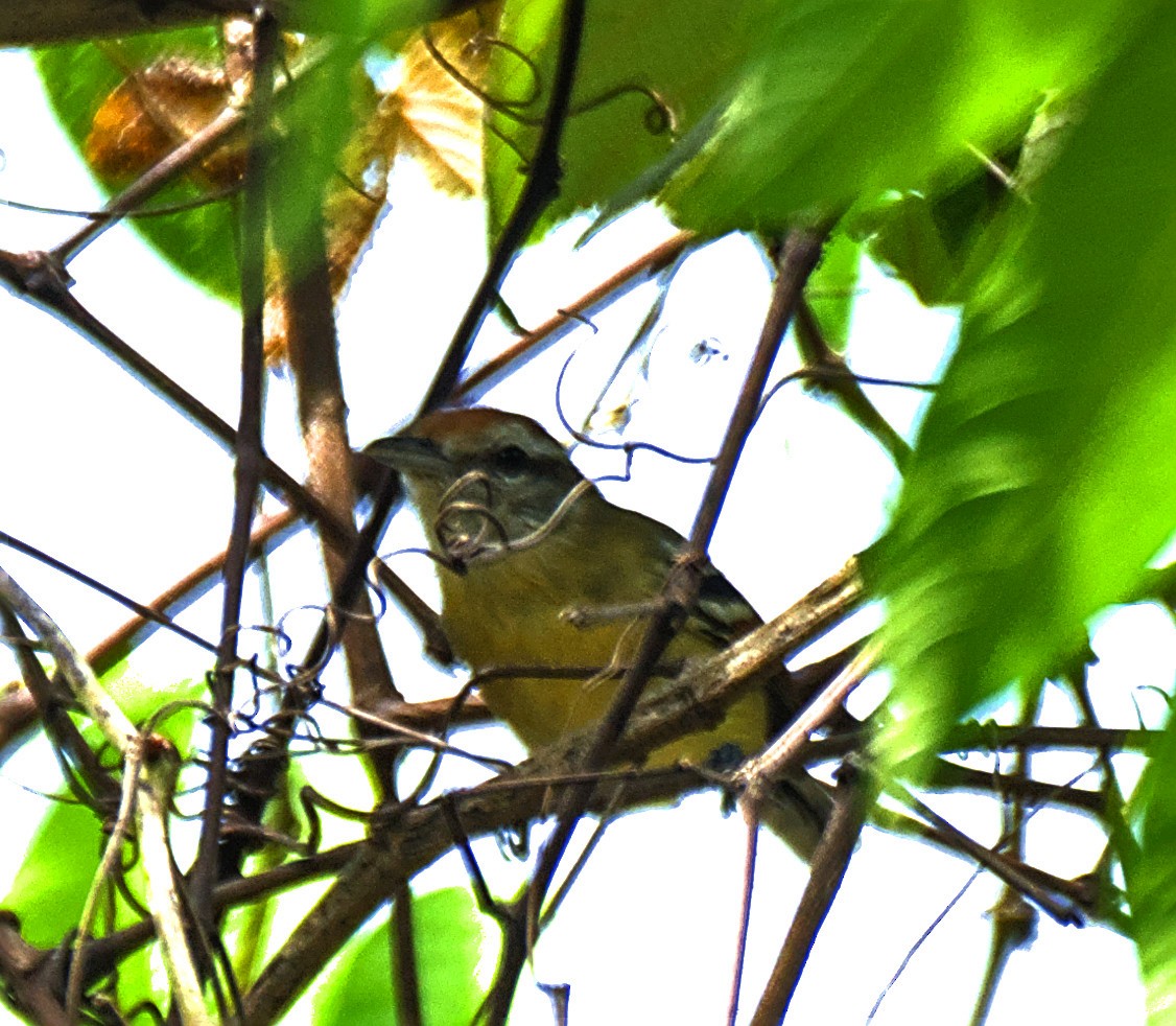 Rusty-winged Antwren - ML636922170