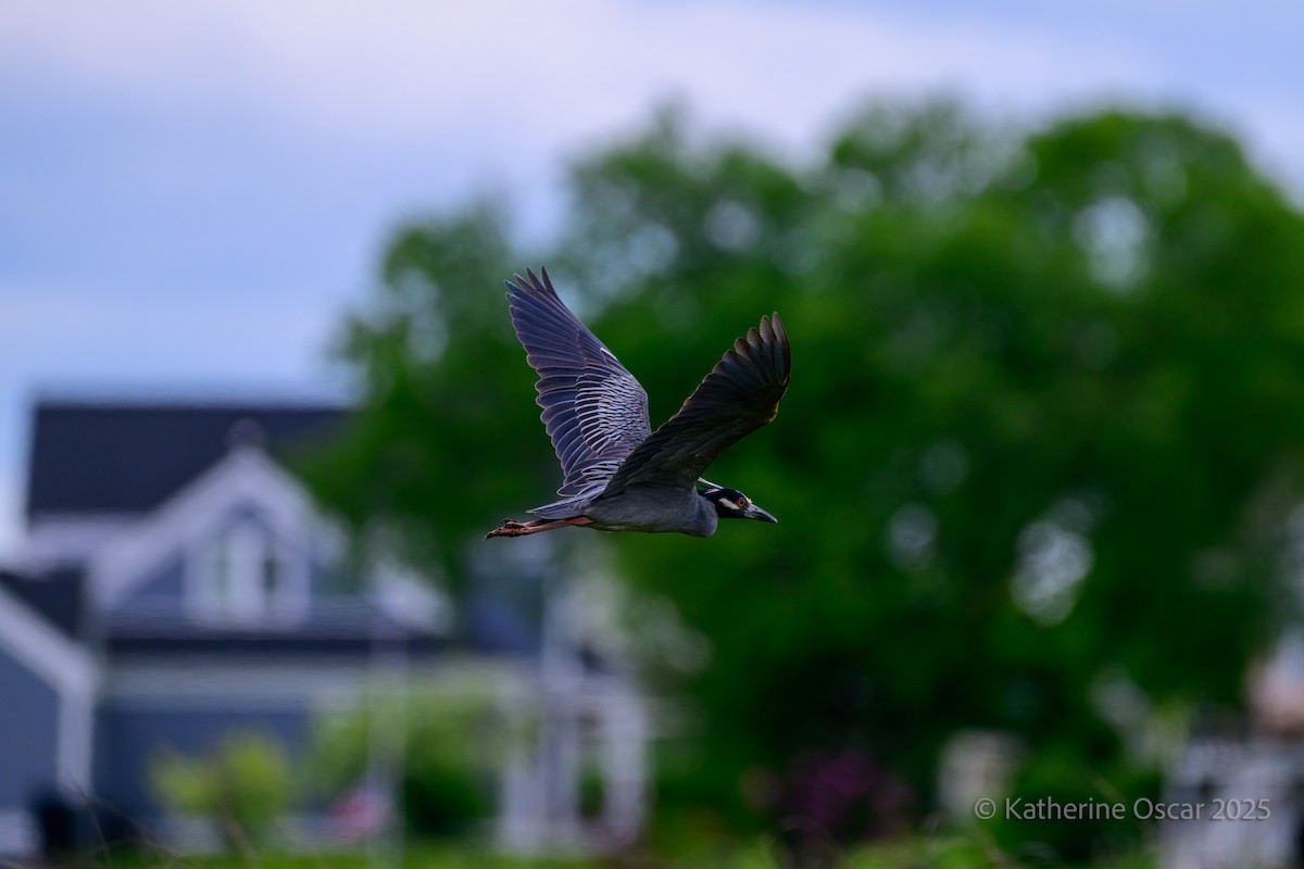 Yellow-crowned Night Heron - ML636922171