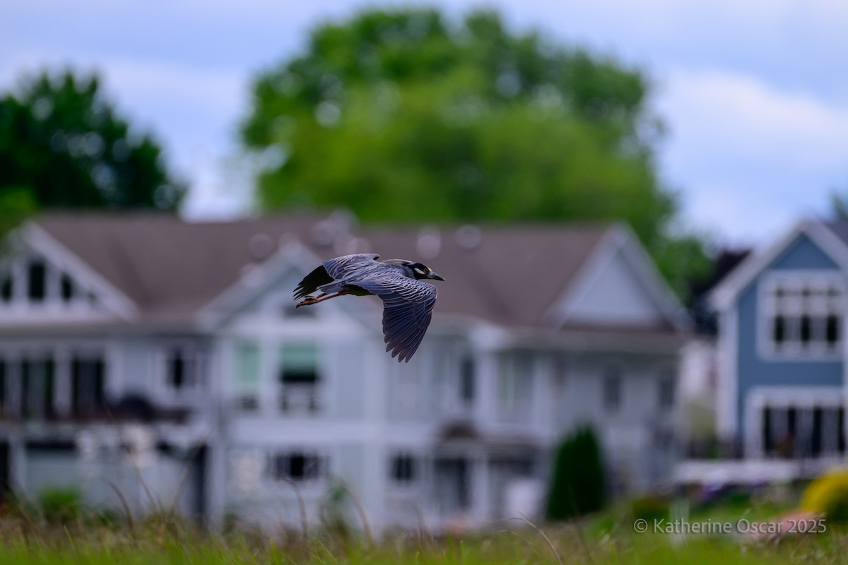 Yellow-crowned Night Heron - ML636922172