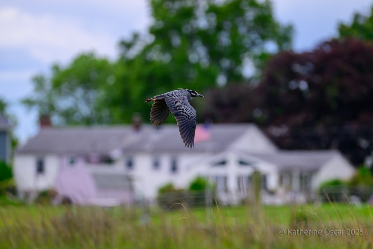 Yellow-crowned Night Heron - ML636922173