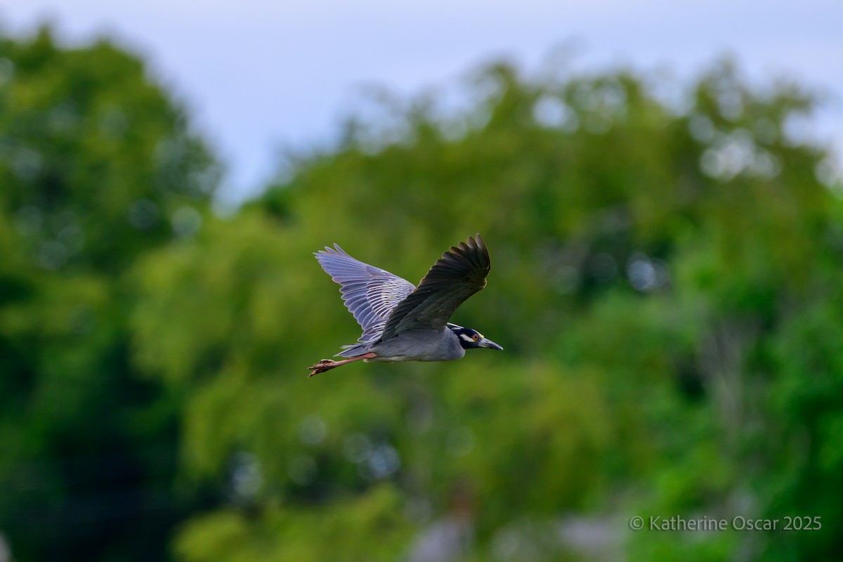 Yellow-crowned Night Heron - ML636922174