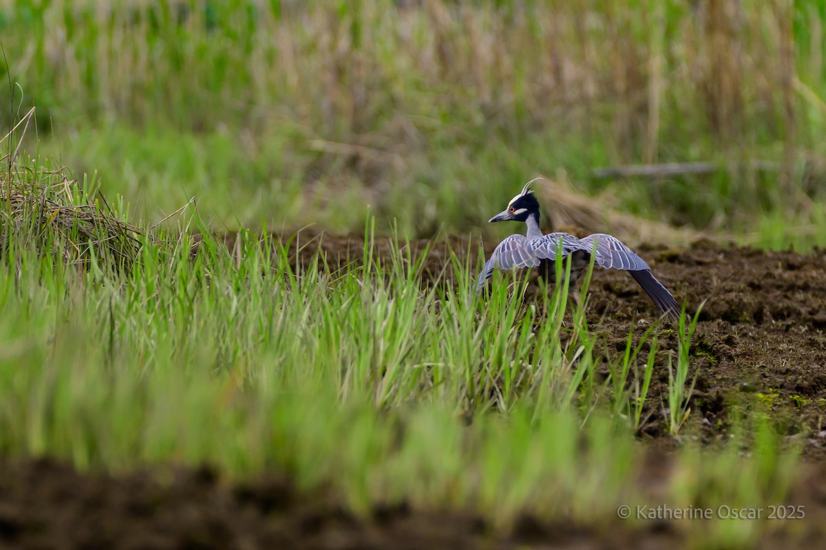 Yellow-crowned Night Heron - ML636922175