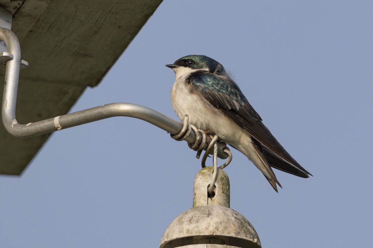 Tree Swallow - ML636922192