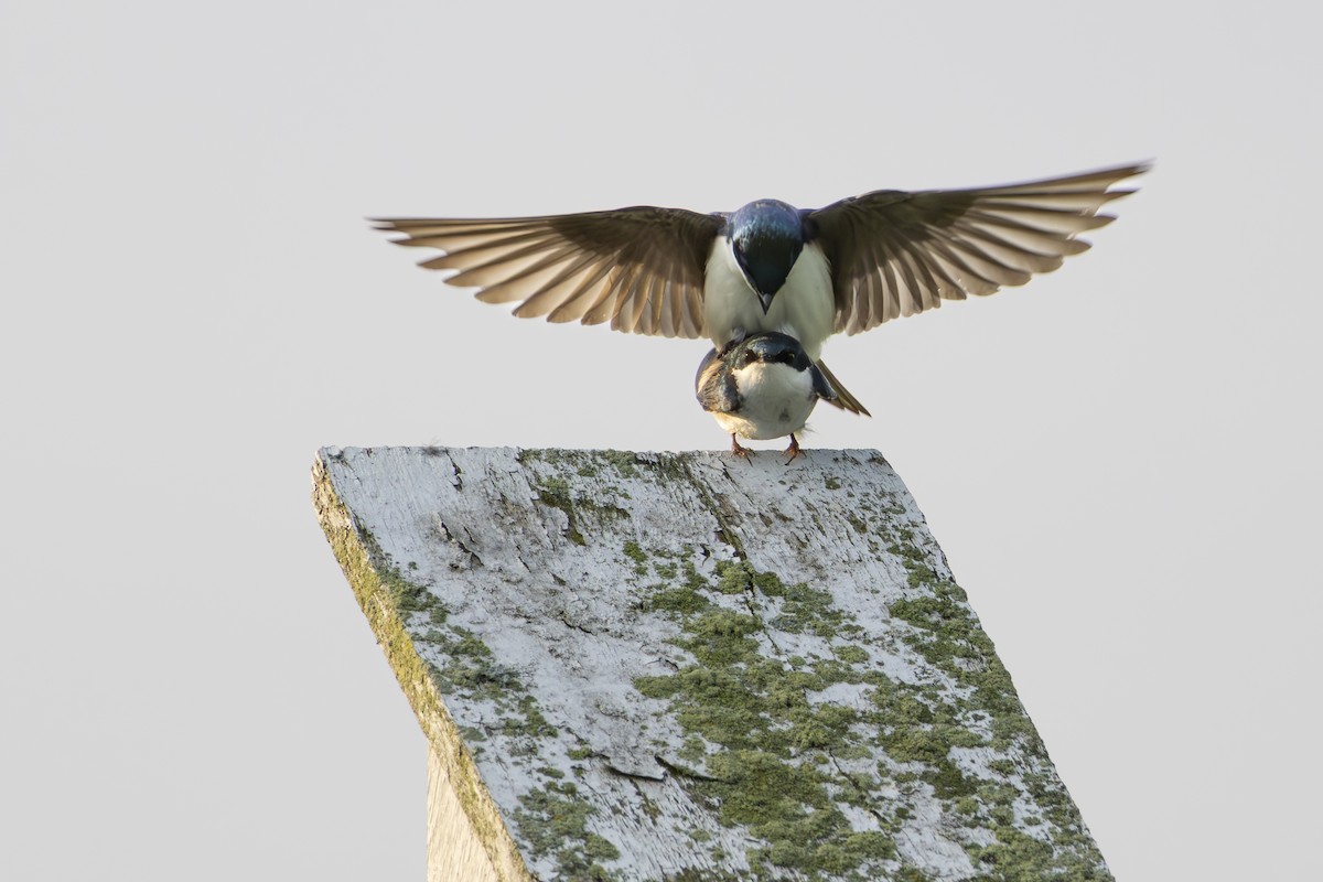 Tree Swallow - ML636922198