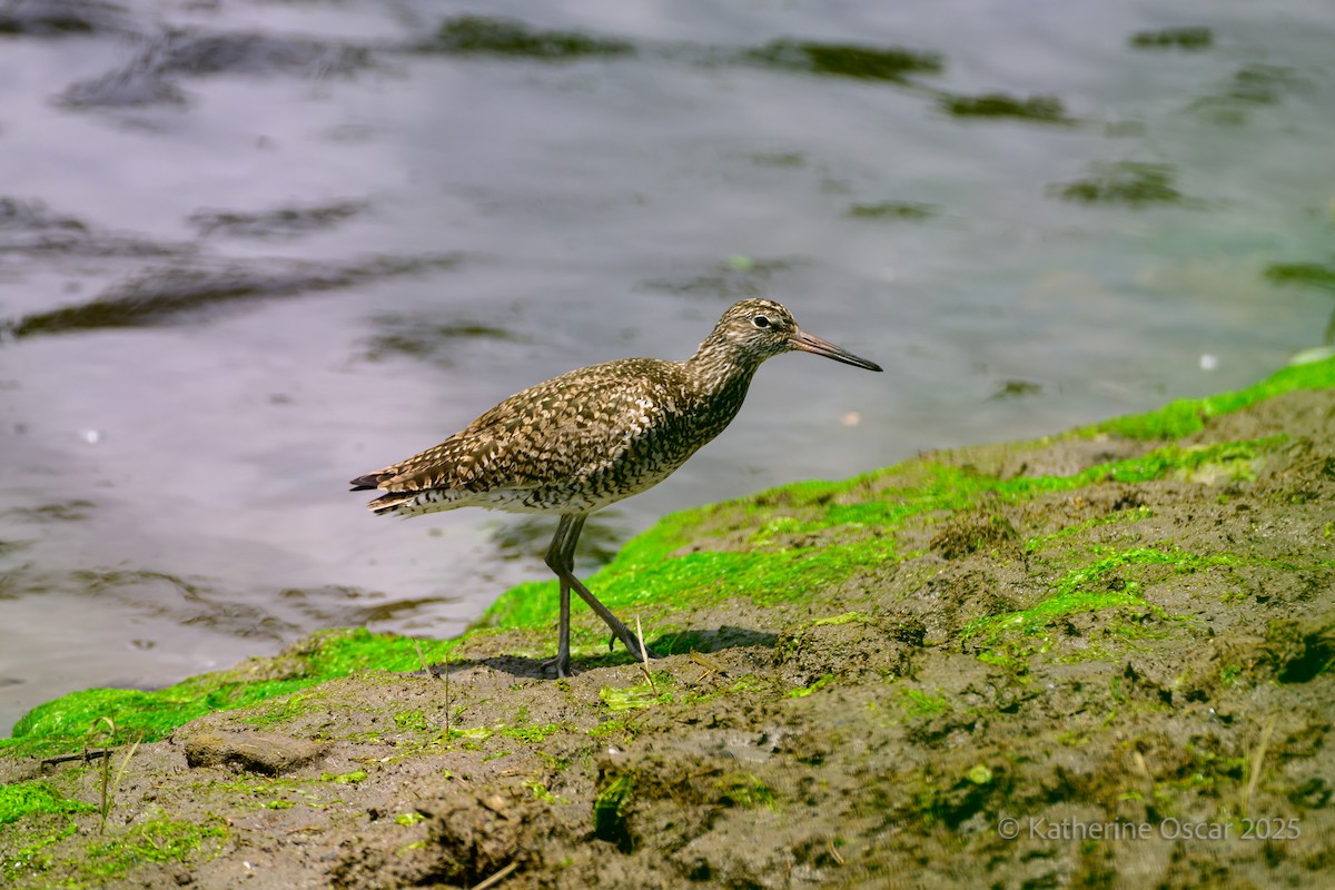 Willet - ML636922262