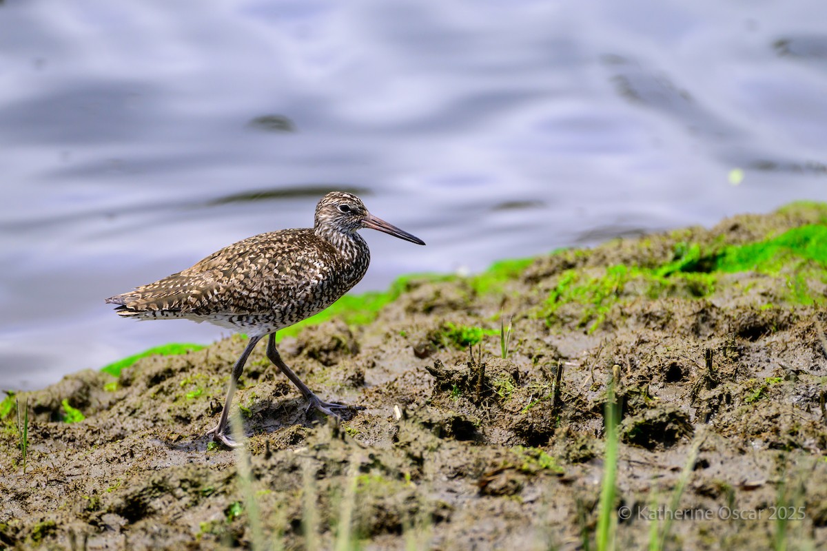 Willet - ML636922263