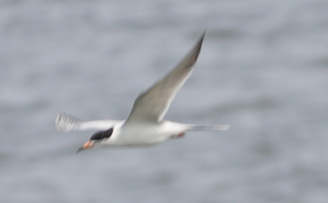 Forster's Tern - ML636922372