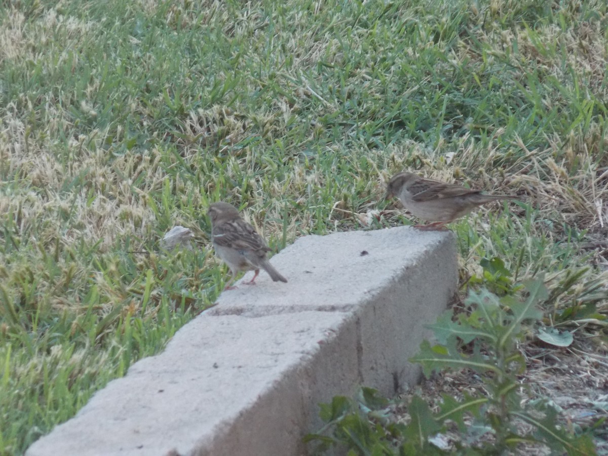 House Sparrow - ML636922414