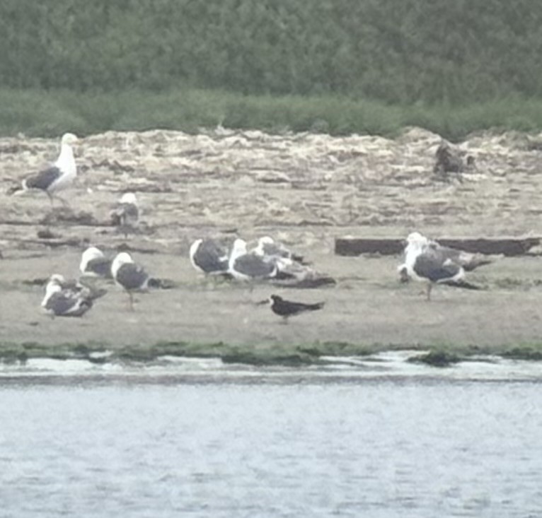 Black Skimmer - ML636922685