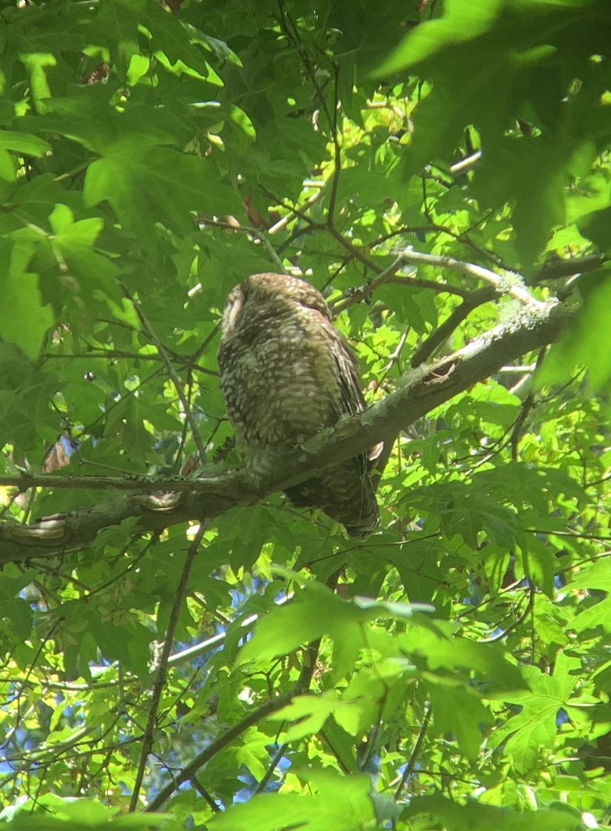 Spotted Owl - ML636922808