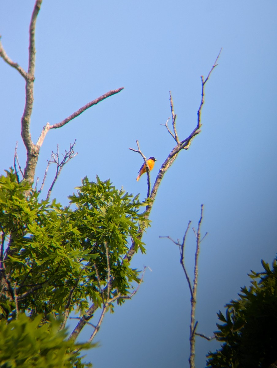 Baltimore Oriole - ML636922854