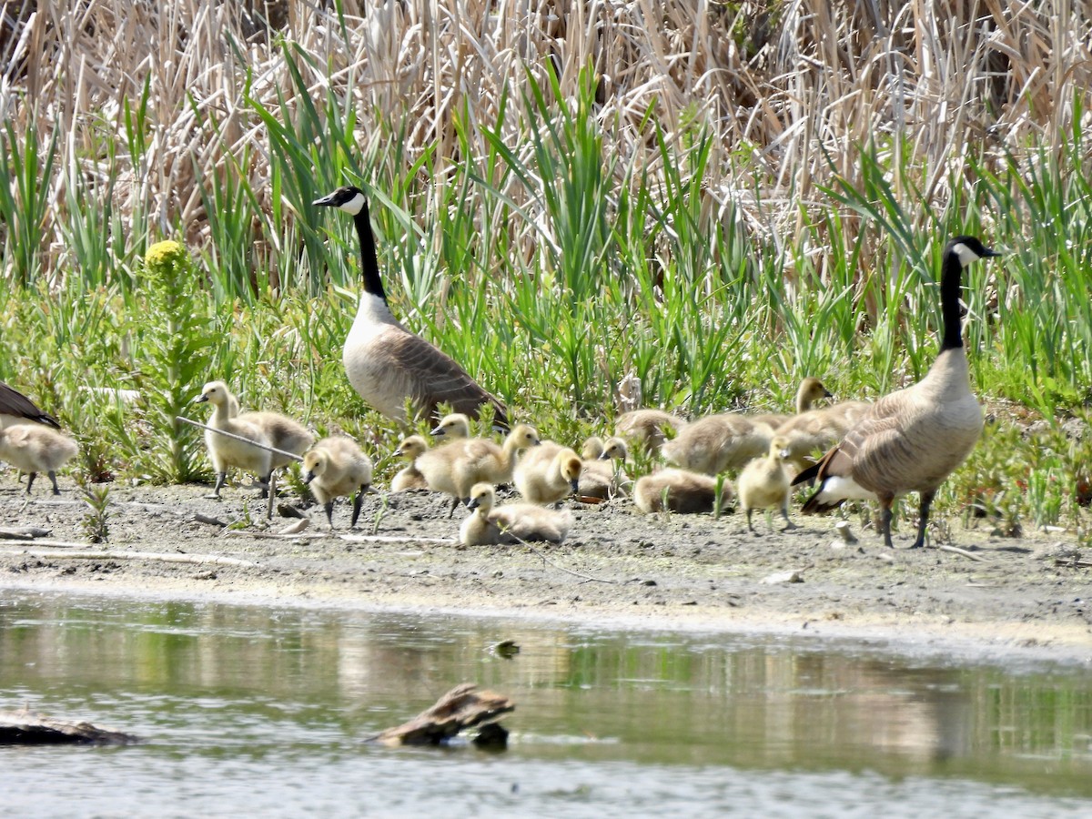 Canada Goose - ML636922918