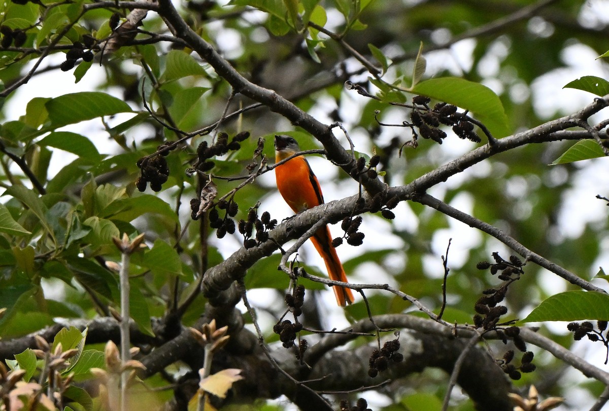 Minivet Gorjigrís - ML636922934