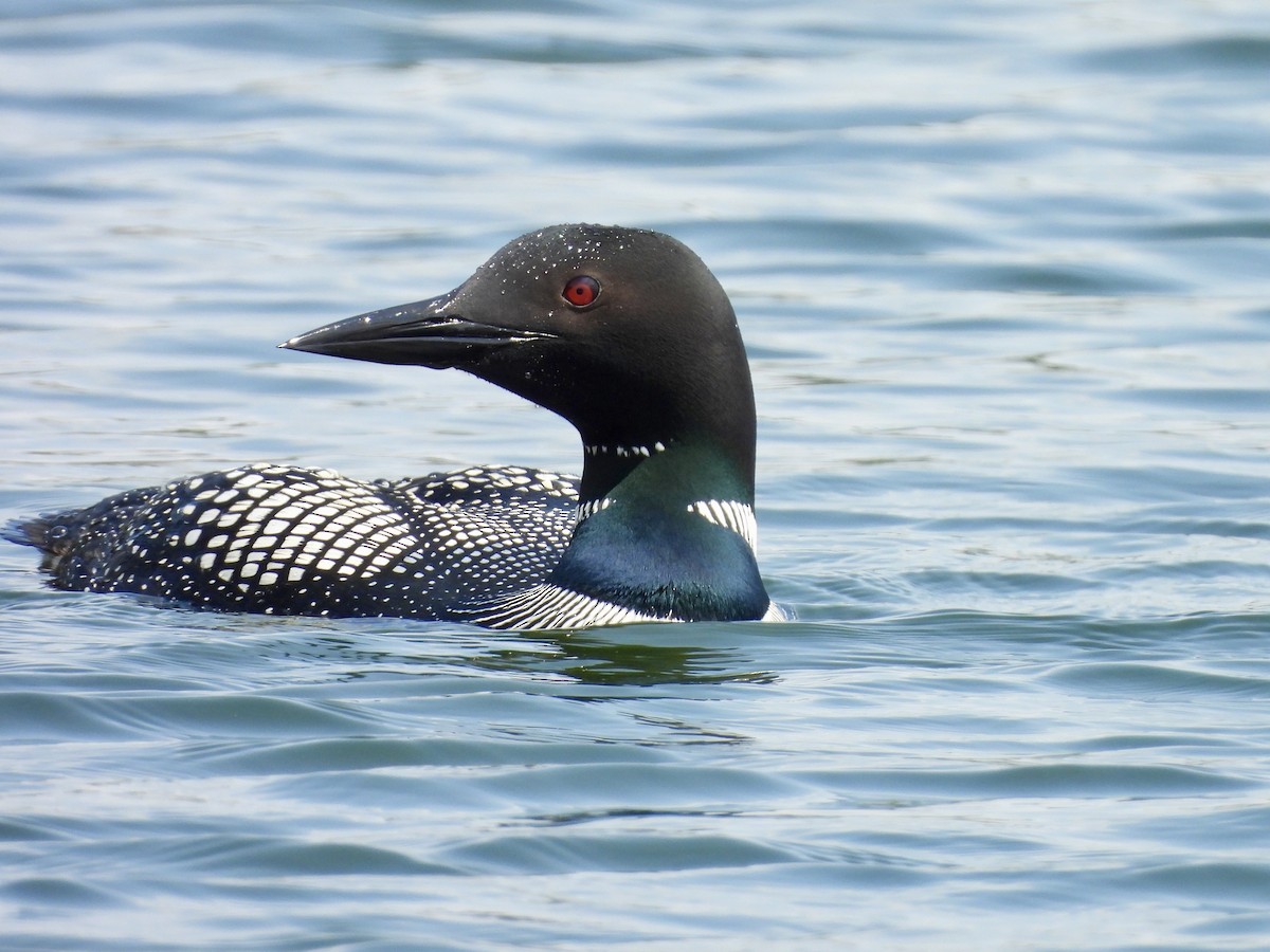 Common Loon - ML636922939